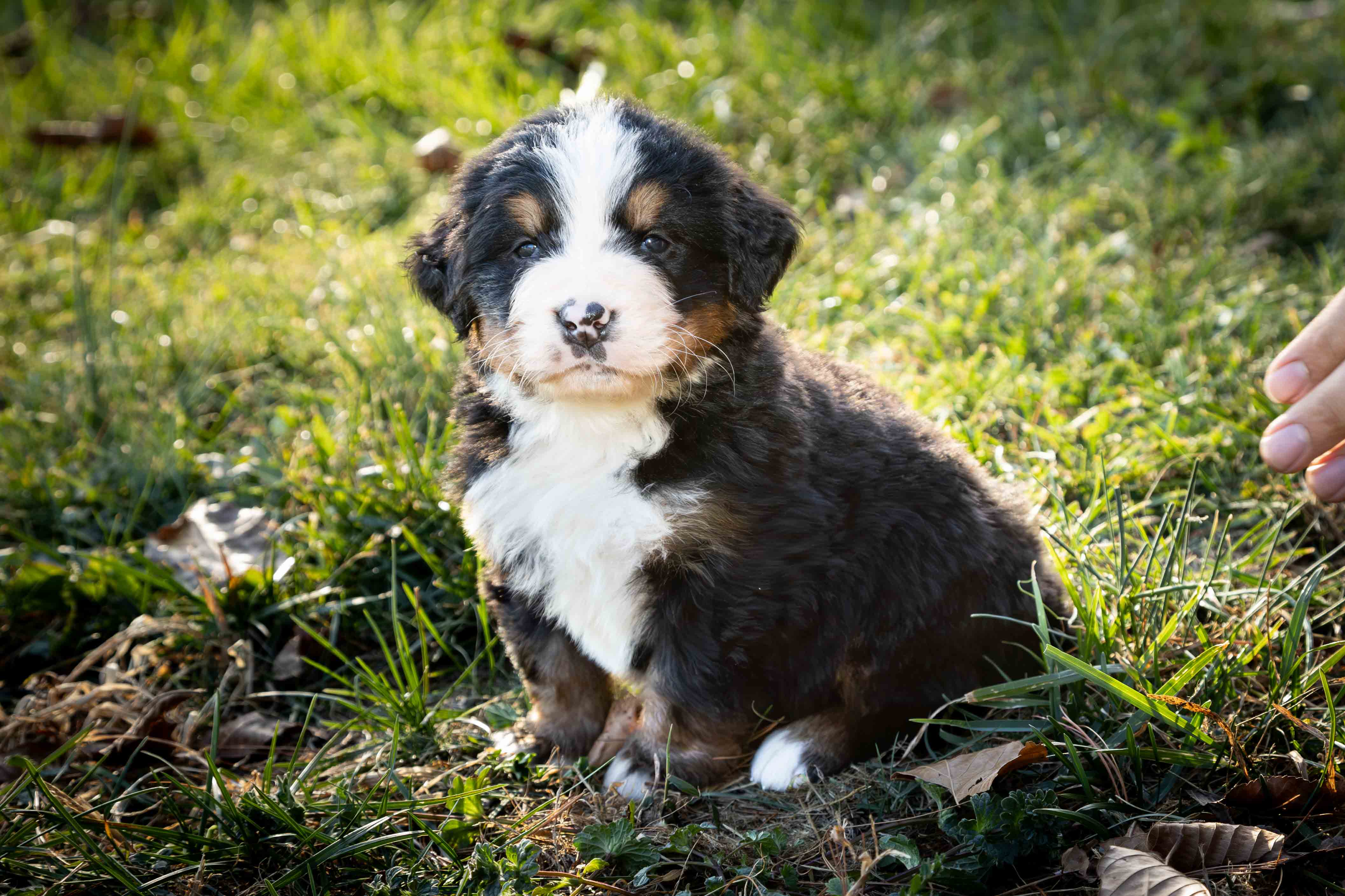 puppy, for, sale, Bernese Mountain Dog, Emanuel  Glick, dog, breeder, Bird-In-Hand, PA, dog-breeder, puppy-for-sale, forsale, nearby, find, puppyfind, locator, puppylocator, aca